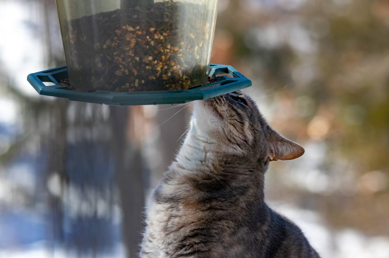 Deterring Cats from Bird Feeders: Simple Ways to Keep Wild Birds Safe